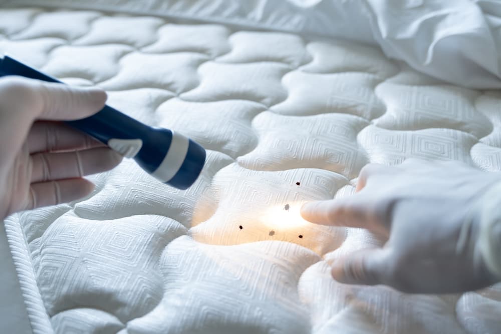 bed-bug-infestation-treatment-service-bugs-