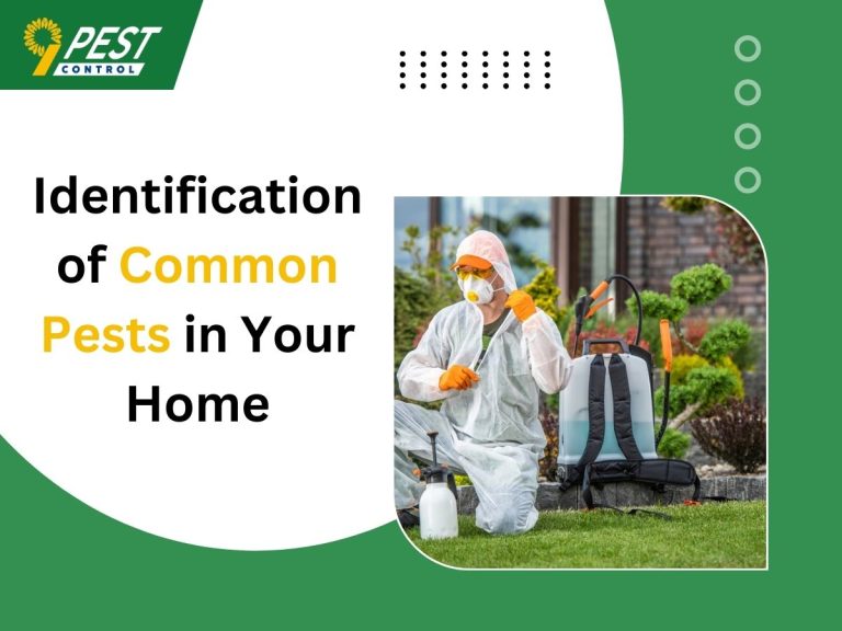 Identification of Common Pests in Your Home