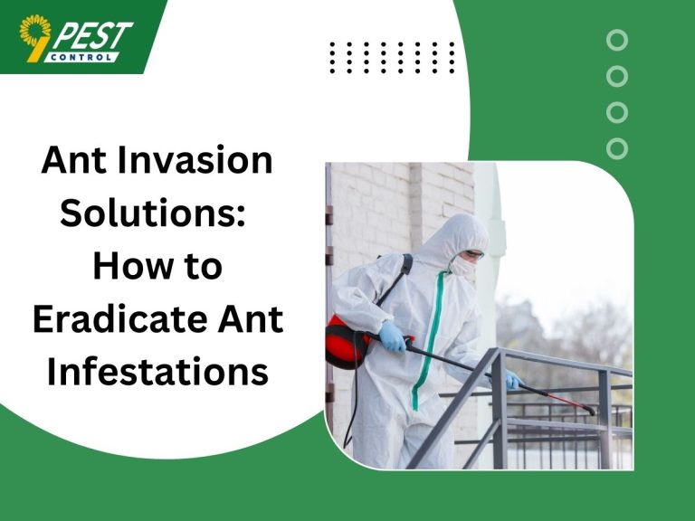 Ant Invasion Solutions How to Eradicate Ant Infestations