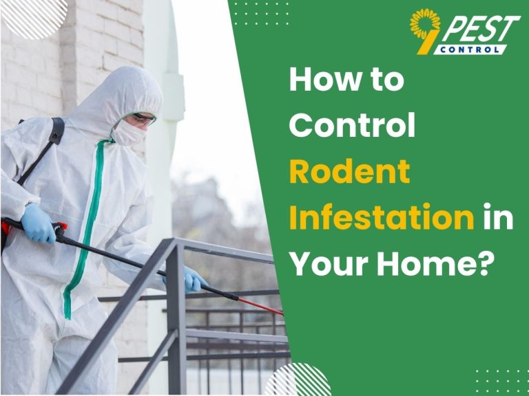 Control Rodent Infestation in Your Home
