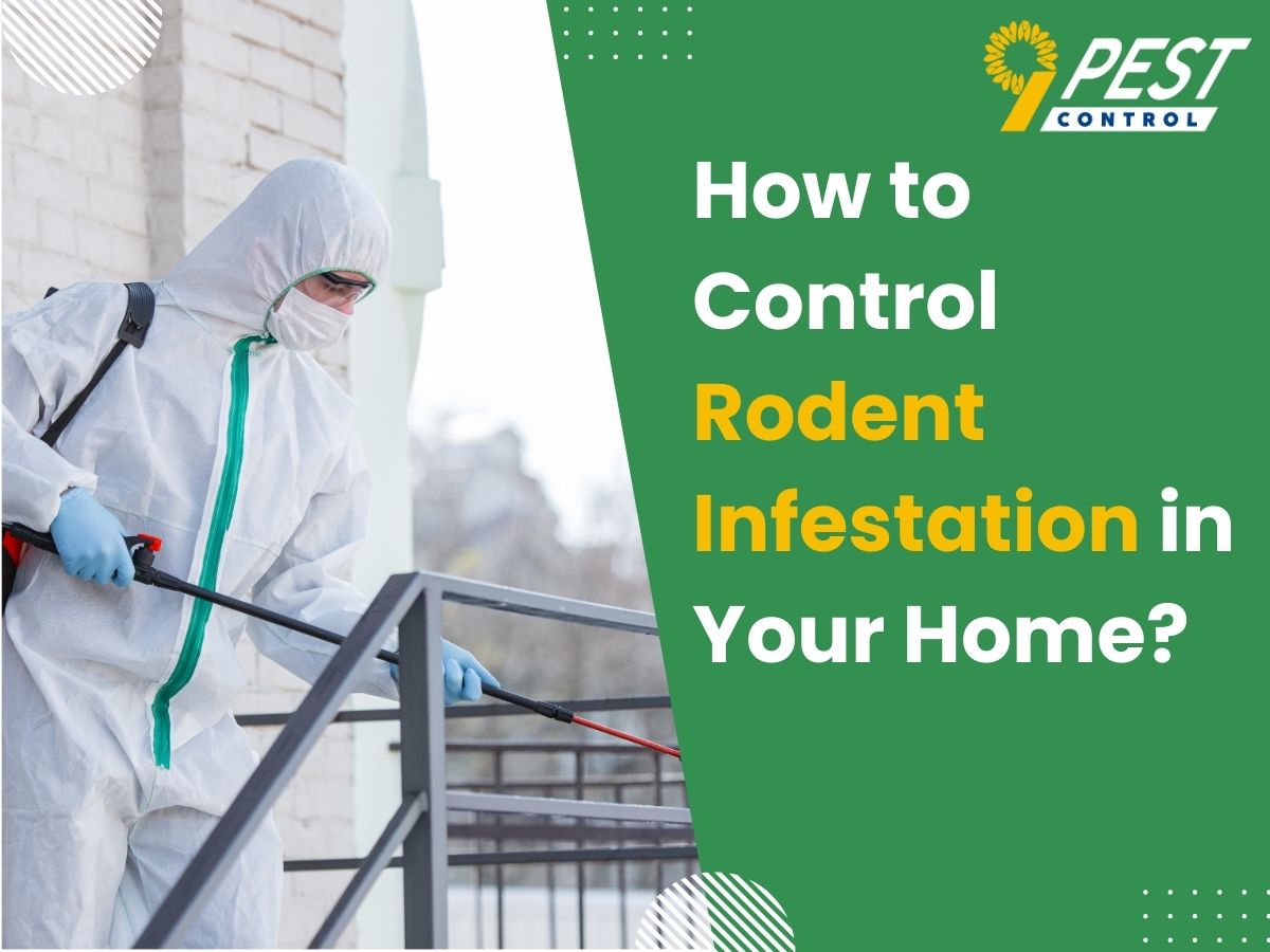 Control Rodent Infestation in Your Home